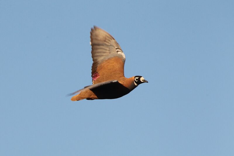 Flock Bronzewing male adult