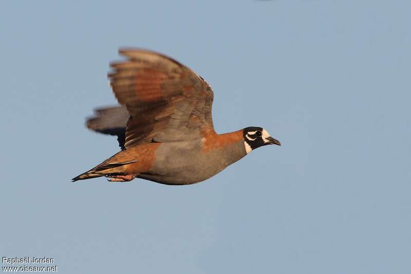 Flock Bronzewing male adult, identification