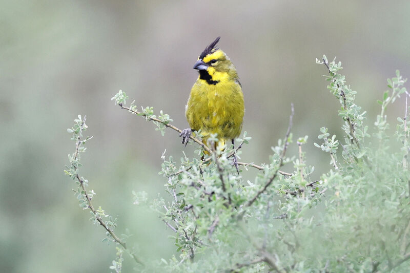 Yellow Cardinal male adult