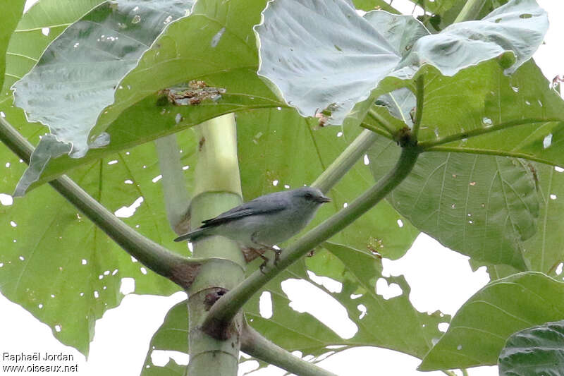 Pearly-breasted Conebilladult, identification