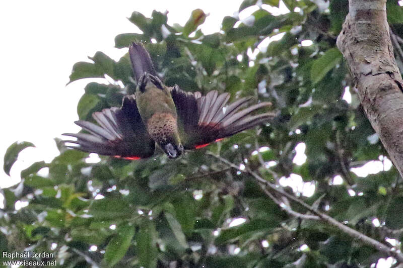 Black-capped Parakeet, aspect, pigmentation