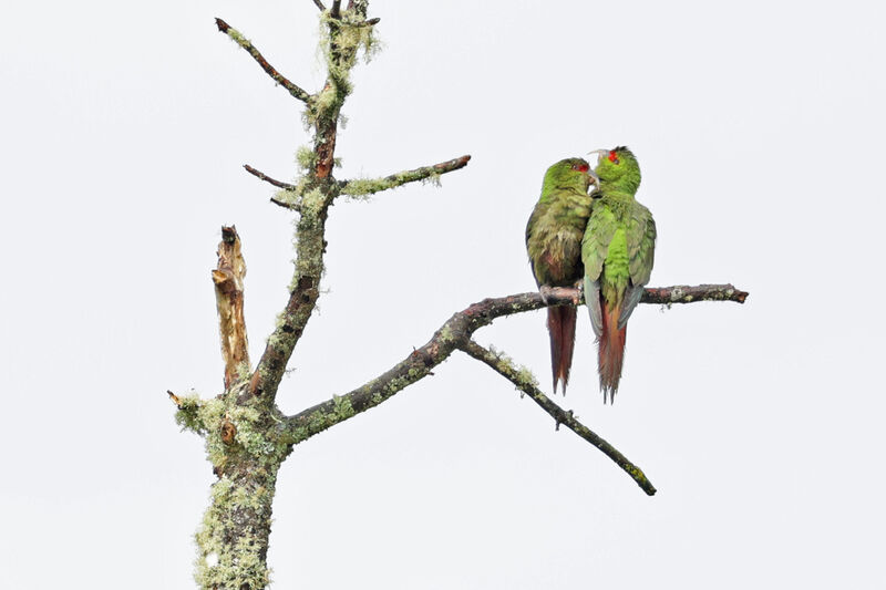 Conure à long becadulte