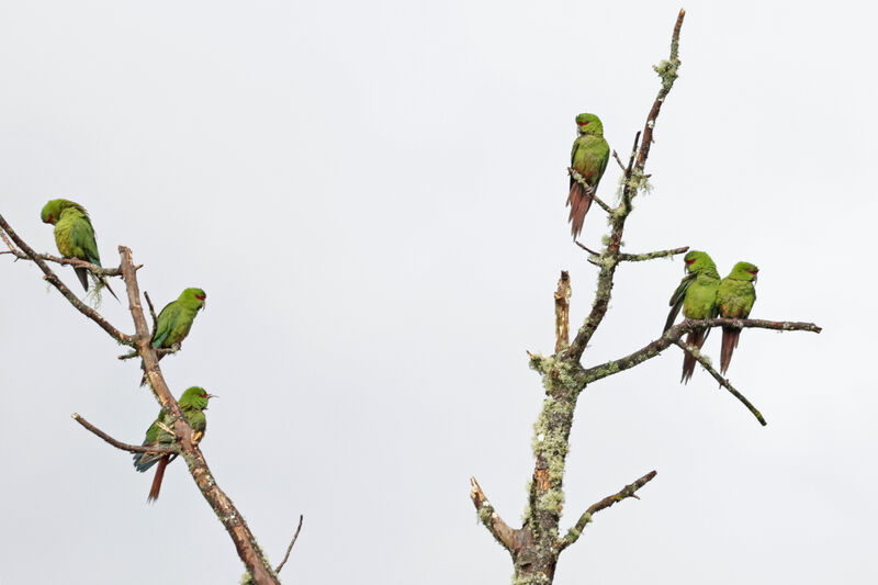 Conure à long bec