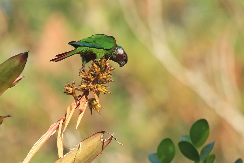 Conure à poitrine grise