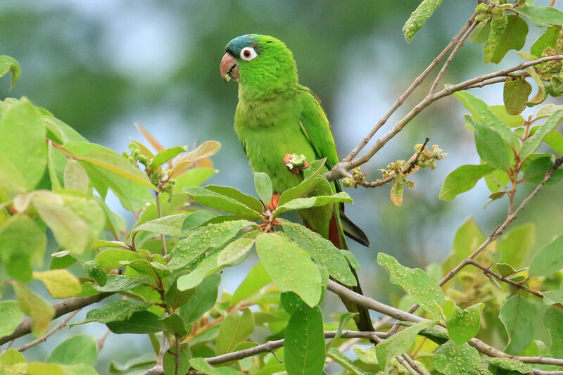 Conure à tête bleueadulte