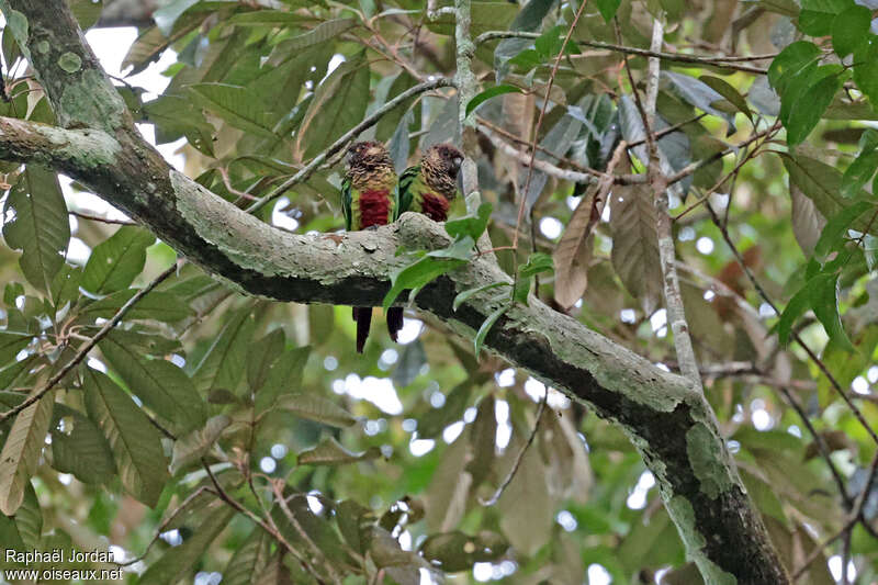 Bonaparte's Parakeet