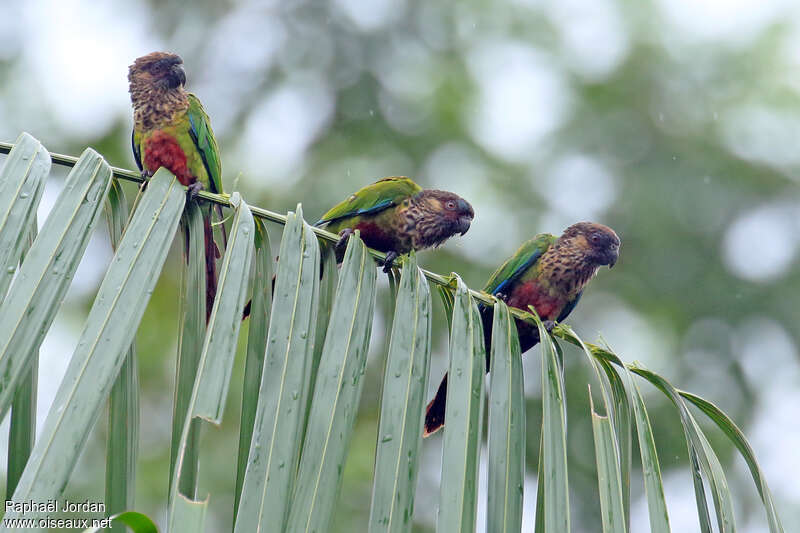 Conure de Hellmayradulte