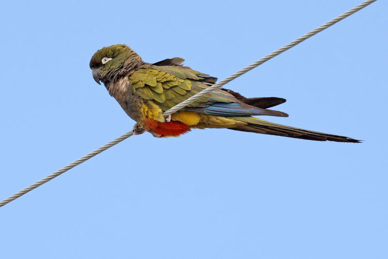 Burrowing Parrotadult