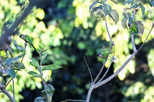 Conure de Todd
