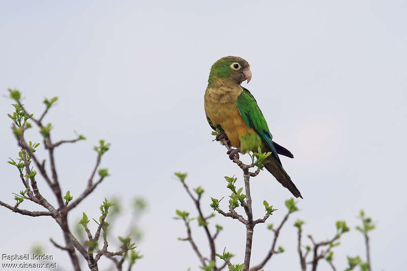 Caatinga Parakeetadult, identification