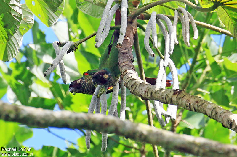 White-eared Parakeetadult