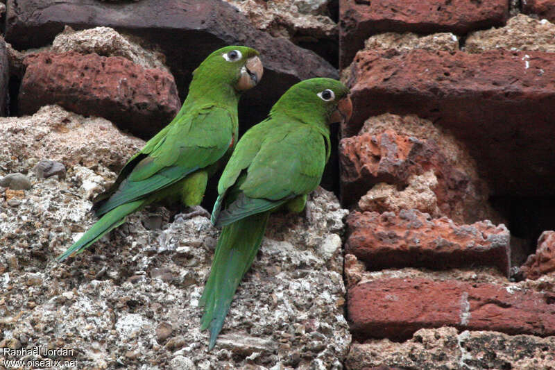 Conure maîtresseadulte, habitat, Nidification