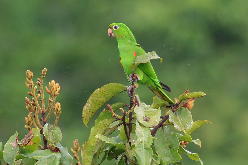 White-eyed Parakeet