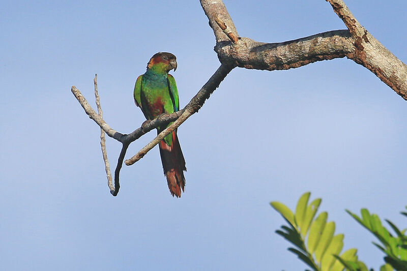 Conure tiribaadulte