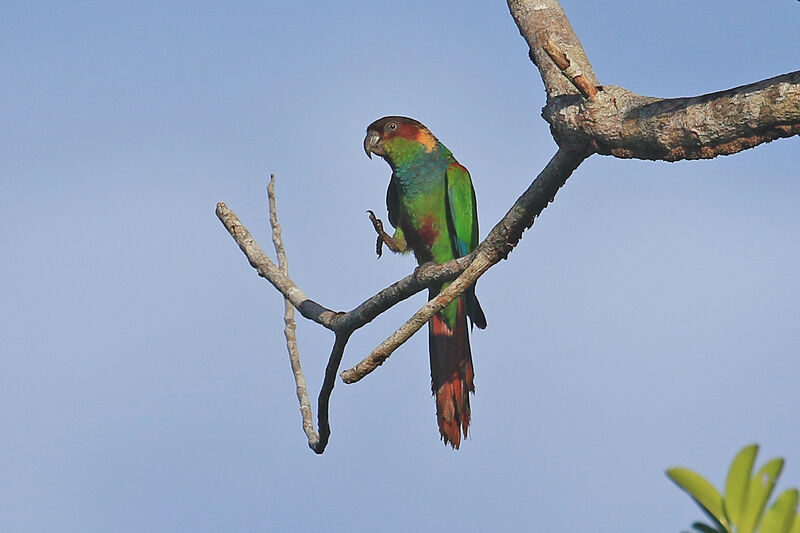 Ochre-marked Parakeetadult