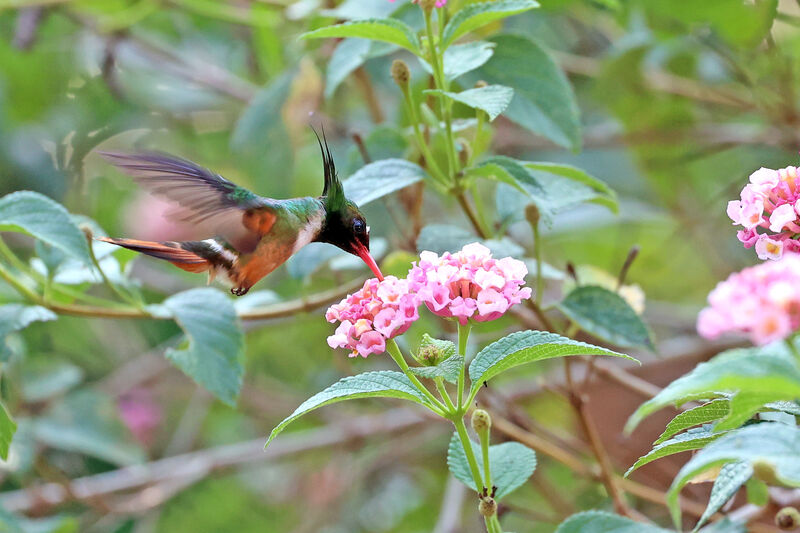 White-crested Coquette male adult