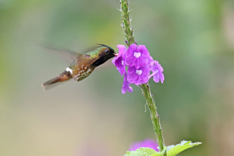 Black-crested Coquette male adult