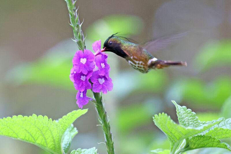 Black-crested Coquette male adult