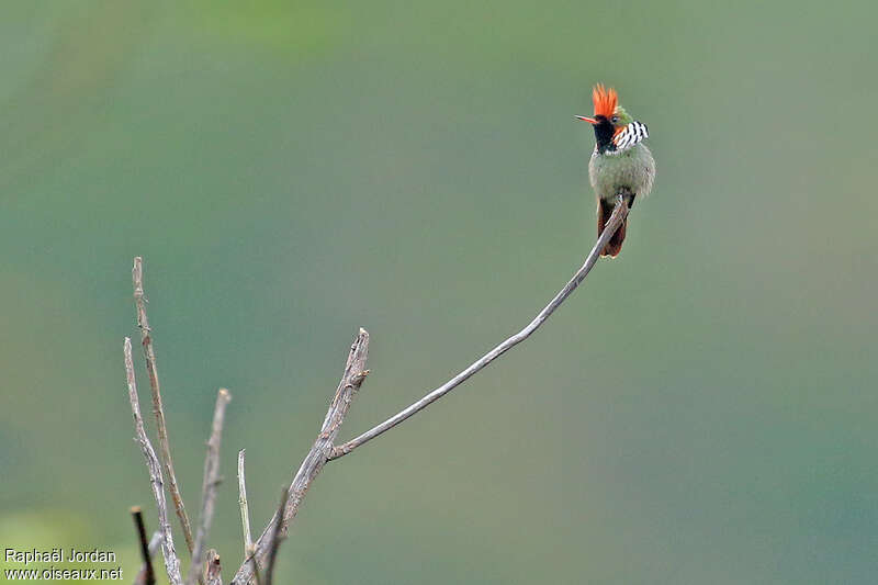 Frilled Coquette male adult, pigmentation, Behaviour