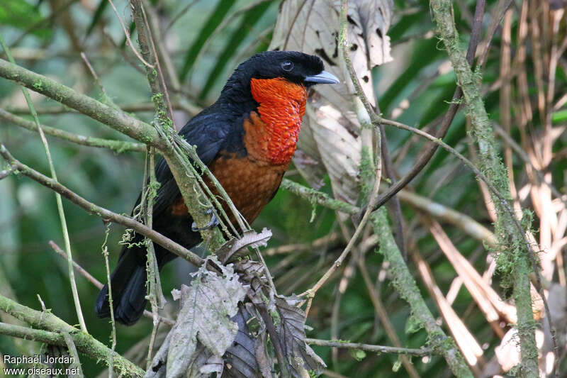 Coracine igniteadulte, identification