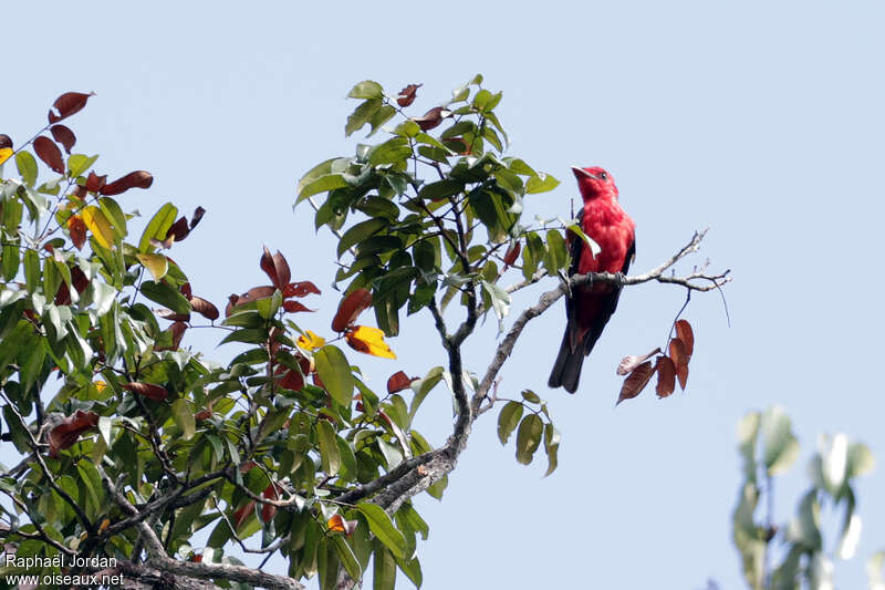 Crimson Fruitcrow female adult