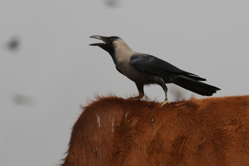 House Crowadult breeding