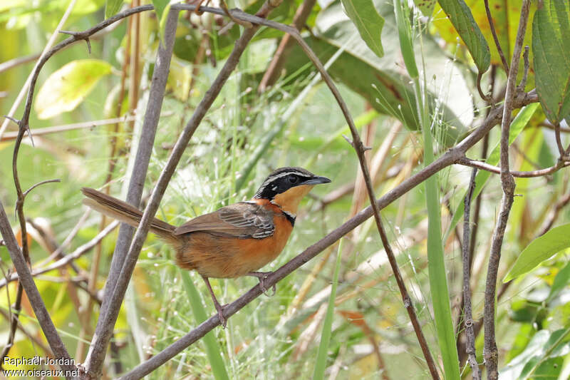 Double-collared Crescentchestadult