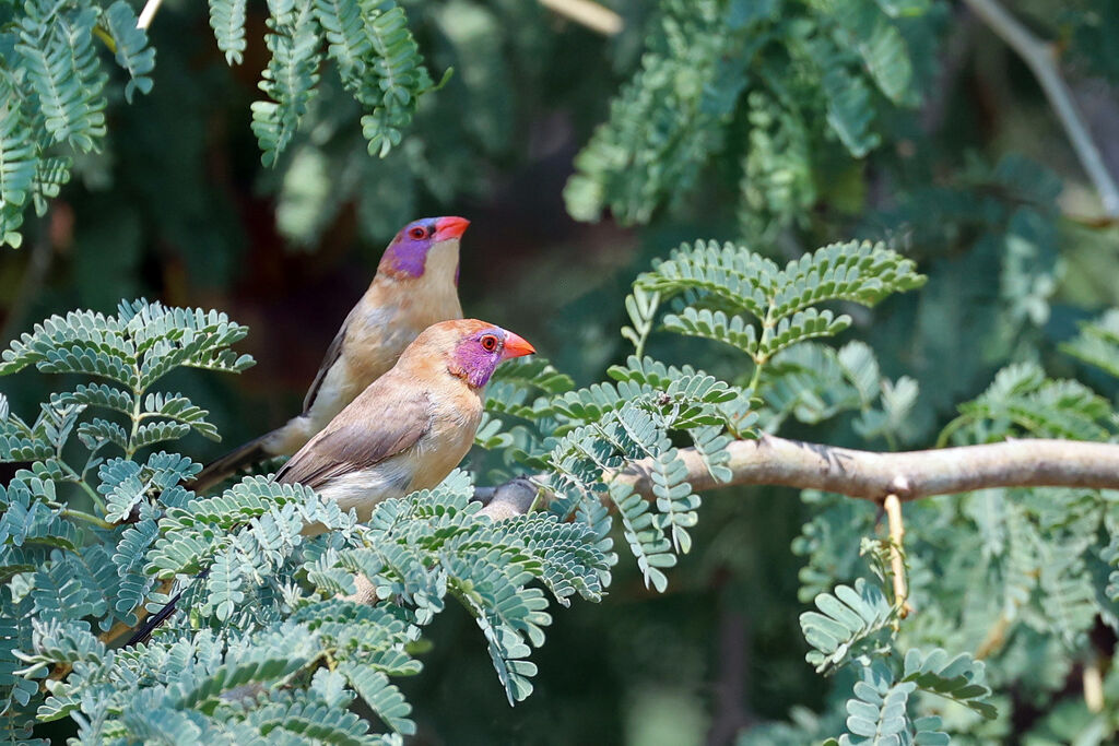 Cordonbleu grenadin femelle adulte