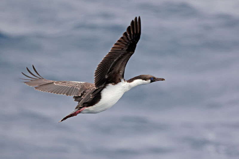 Cormoran antarctiqueimmature