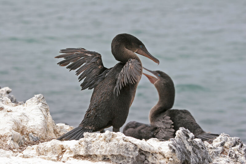 Flightless Cormorant