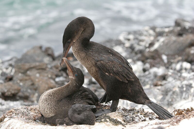 Cormoran aptère