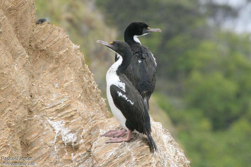 Cormoran caronculéadulte nuptial