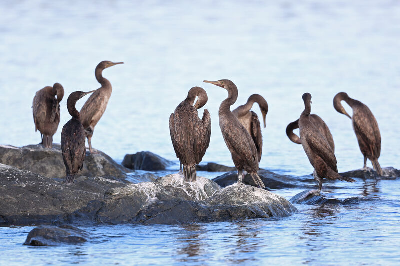 Socotra Cormorant