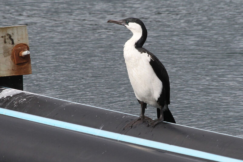 Black-faced Cormorantadult