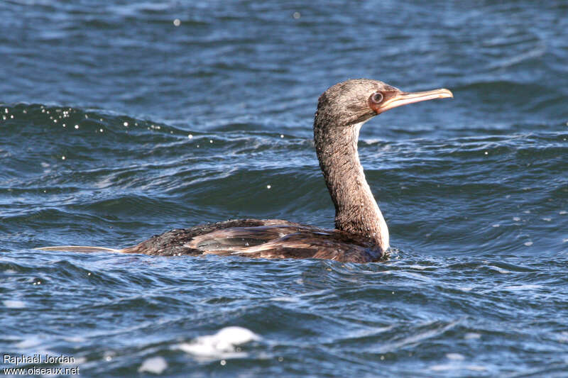 Cormoran des Auckland1ère année, identification