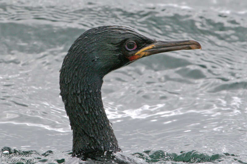 Auckland Shagadult, close-up portrait