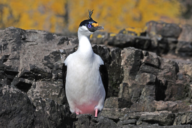 Cormoran géorgienadulte nuptial