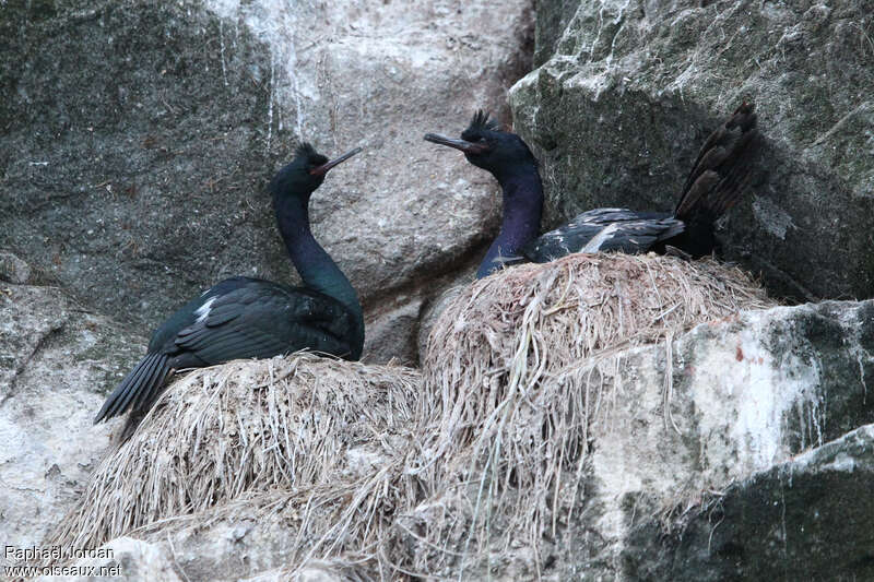 Cormoran pélagiqueadulte nuptial, habitat, pigmentation, Nidification, r. coloniale