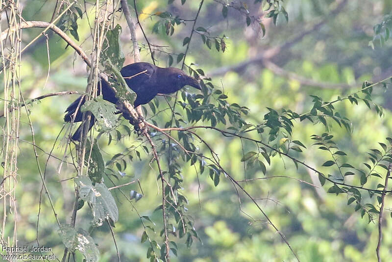 Brown-headed Crowadult, identification