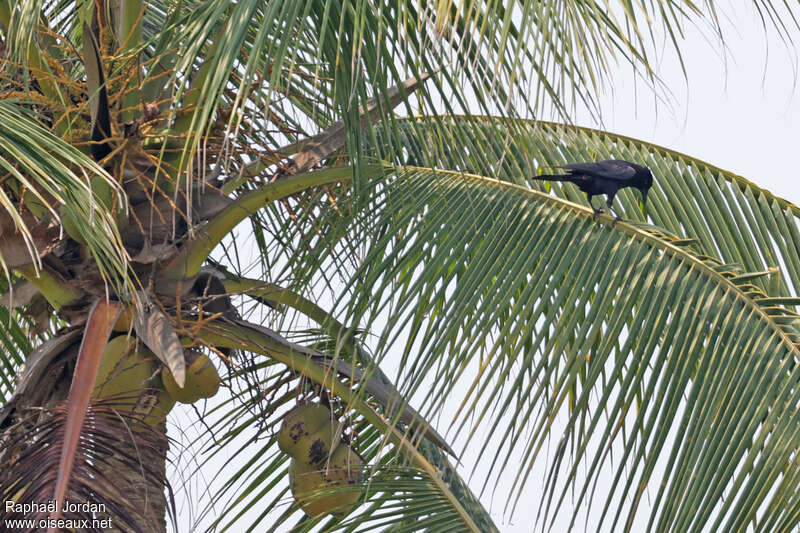 Tamaulipas Crow