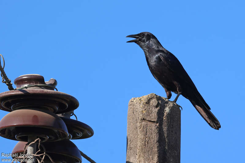 Sinaloa Crow