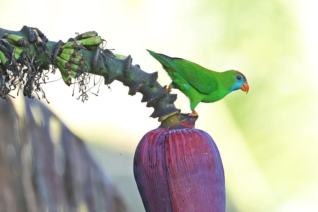 Coryllis de Camiguin