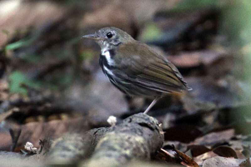 Corythopis à collier