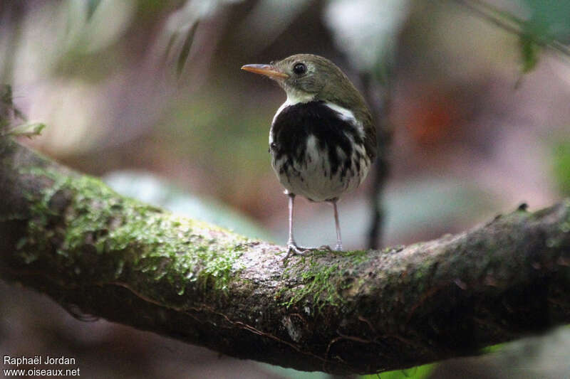 Corythopis de Delalandeadulte