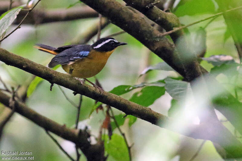 Cossyphe à ailes bleuesadulte, identification