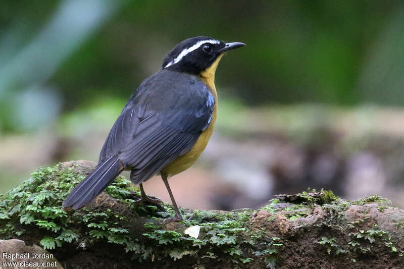 Cossyphe à ailes bleuesadulte, habitat, pigmentation