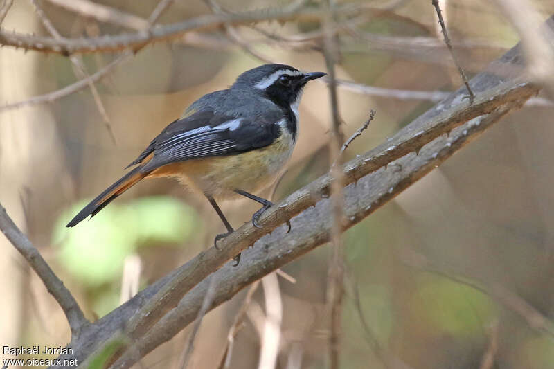 White-throated Robin-Chatadult