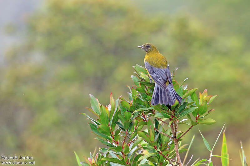 Grey-winged Cotinga male adult, habitat