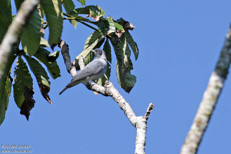 Cotinga à face noireadulte