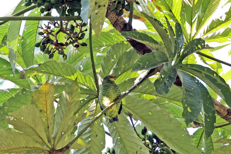 Cotinga à gorge rougeimmature